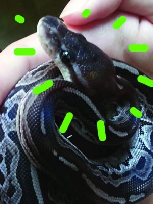 meghan-fluffy meghan-fluffy