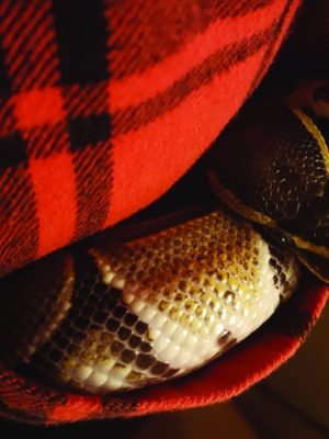 meghan-fluffy02 meghan-fluffy02