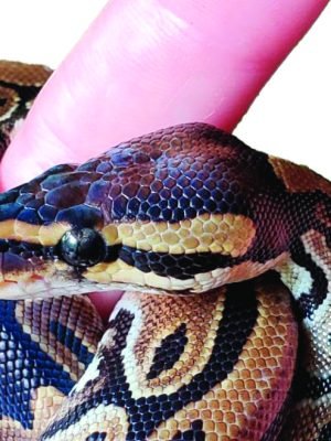 meghan-linguine meghan-linguine