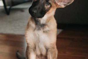 03 Dear Ceci 005 03 Dear Ceci 005